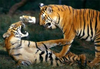 Tigers Playing At Pilibhit Tiger Reserve Area Image